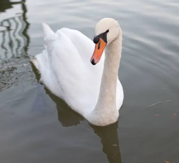 Swan w stawie w przyrodzie — Zdjęcie stockowe