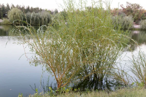 Sauce en la orilla de la naturaleza — Foto de Stock