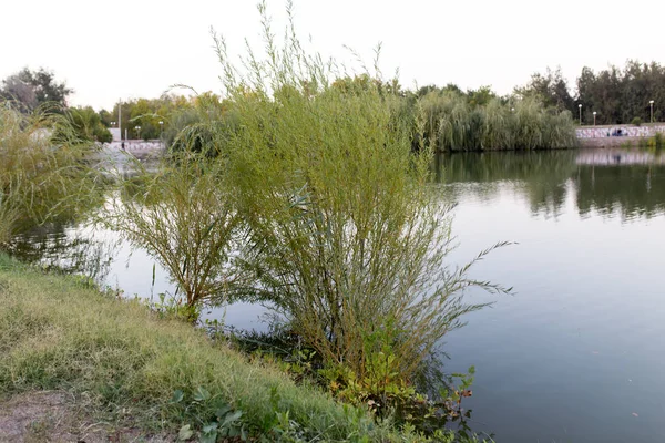 Верби на березі на природі — стокове фото