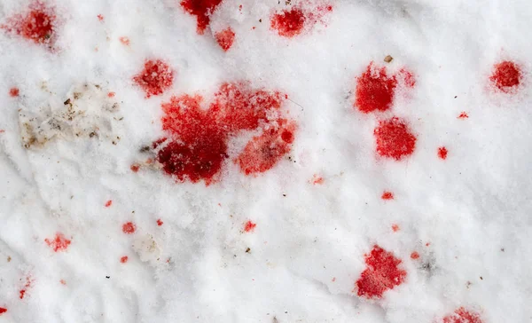 Red blood on the snow — Stock Photo, Image