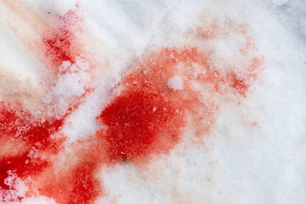 Sangre roja en la nieve — Foto de Stock