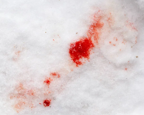 Sangre roja en la nieve — Foto de Stock