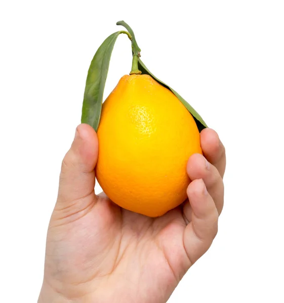 Lemon in his hand on a white background — Stock Photo, Image