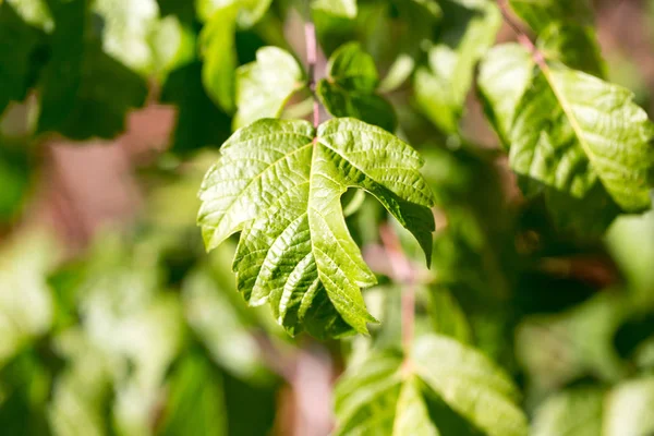 Green leaves on the tree — Stock Photo, Image