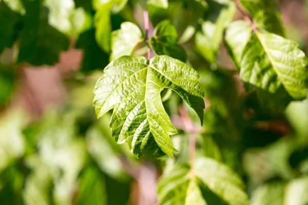 Feuilles vertes sur l'arbre — Photo