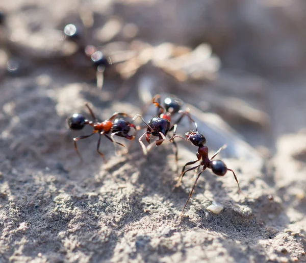 Fourmis sur le sol. macro — Photo