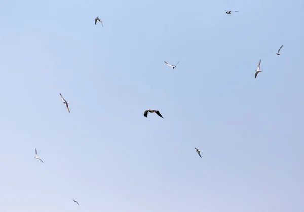 Gaviota volando sobre el águila en el cielo — Foto de Stock