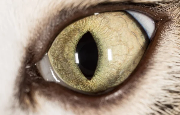 Ojos de gatos. macro — Foto de Stock