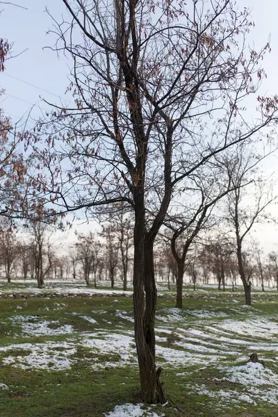 ağaçlar erken Bahar doğa