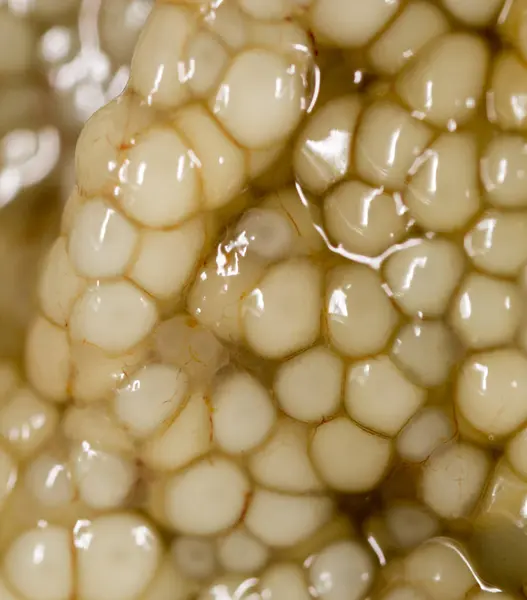 Frischer Fischrogen als Hintergrund. Makro — Stockfoto