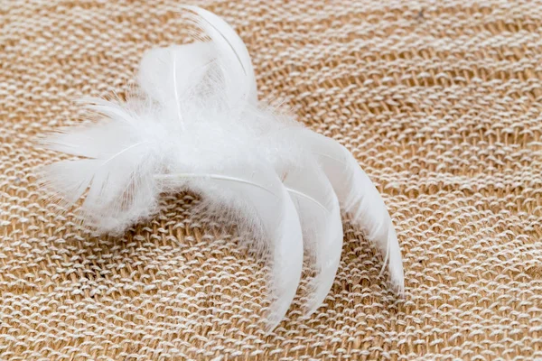 Kumaş üzerine beyaz tüy — Stok fotoğraf