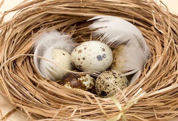 bir yuvaya tüy ile bıldırcın yumurtası