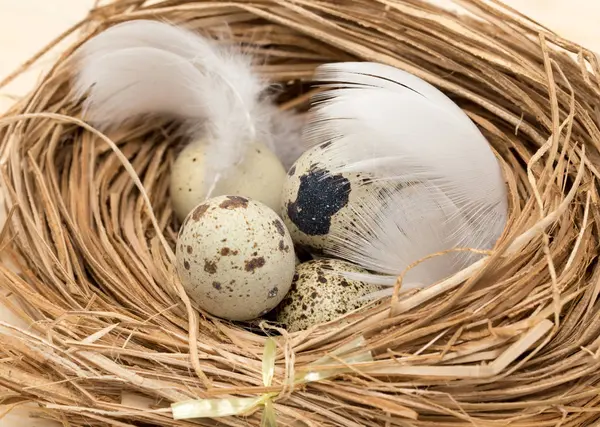 bir yuvaya tüy ile bıldırcın yumurtası