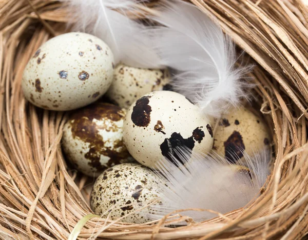 bir yuvaya tüy ile bıldırcın yumurtası