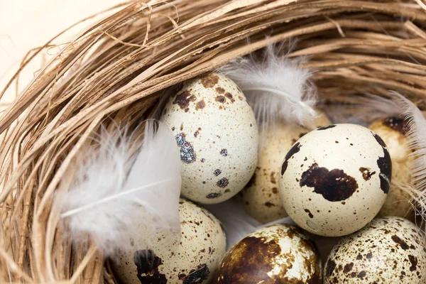 bir yuvaya tüy ile bıldırcın yumurtası