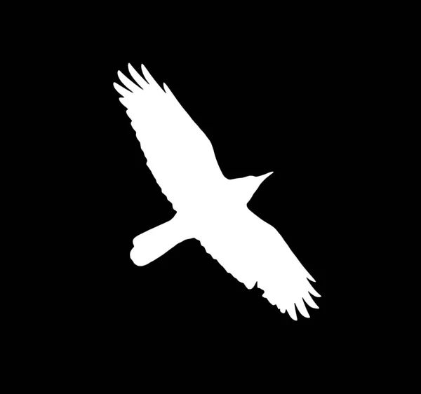 Silhouette d'un corbeau blanc sur fond noir — Photo