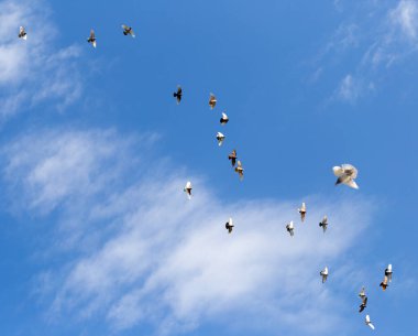 Mavi gökyüzündeki güvercin sürüsü. Doğadaki parkta.