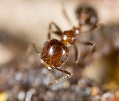 Doğadaki küçük karınca. Makro. Doğadaki parkta.