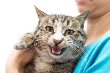 Beyaz bir arka planda elinde kedi .