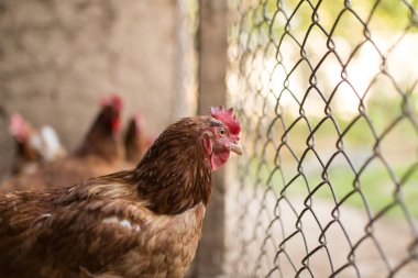 Çiftlikteki çitin yanında tavuk .