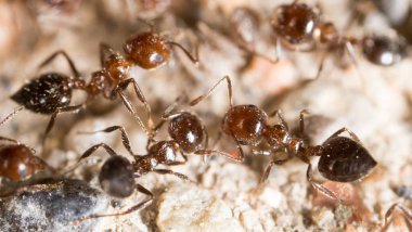 Doğadaki küçük karınca. Makro. Doğadaki parkta.