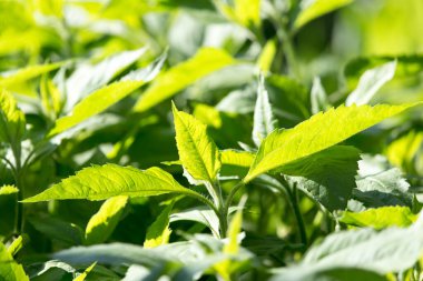 Doğada Kudüs enginarında yeşil yapraklar .