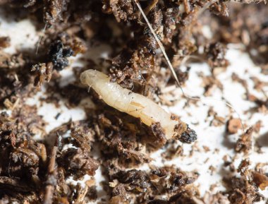 Topraktaki beyaz sinek larvaları. makro .