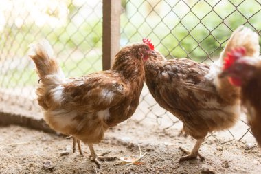 Çiftlikteki çitin yanında tavuk .