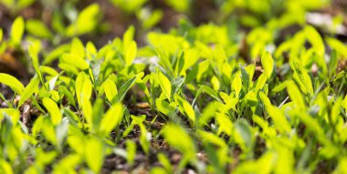 Arka planda genç yeşil çimenler .