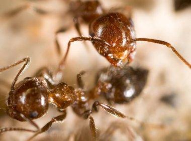 Doğadaki küçük karınca. Makro. Doğadaki parkta.