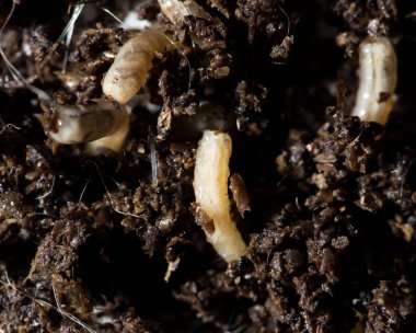 Topraktaki beyaz sinek larvaları. makro .