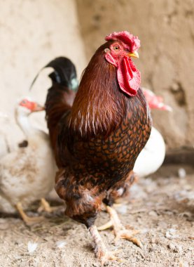Tavuk çiftliğinde renkli bir horoz .
