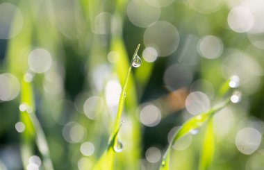 Doğadaki çimlerin üzerindeki çiy damlaları .