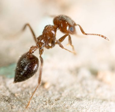Doğadaki küçük karınca. Süper makro. Doğadaki parkta.