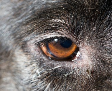 Siyah köpeklerdeki kahverengi gözler. Makro. Doğadaki parkta.