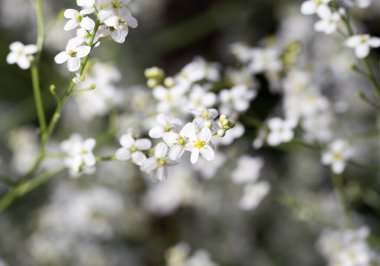 Doğadaki güzel beyaz çiçek. Doğadaki parkta.