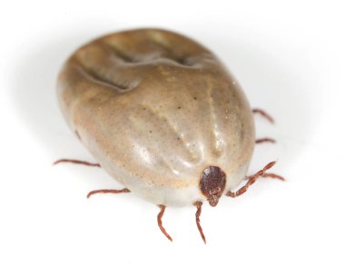 Beyaz arka planda böcek maytı. Fotoğraflar stüdyoda.