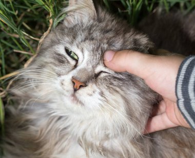 Kedi ve doğanın eli. Doğadaki parkta.