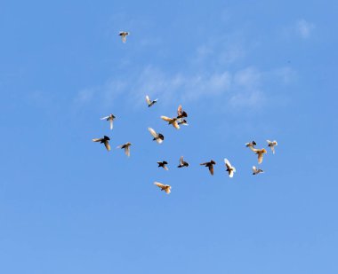 Mavi gökyüzündeki güvercin sürüsü. Doğadaki parkta.