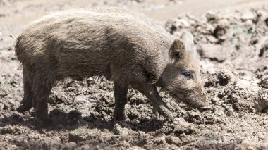 Doğa üzerindeki parkta yaban domuzu .