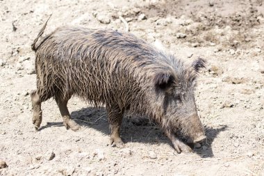 Doğa üzerindeki parkta yaban domuzu .
