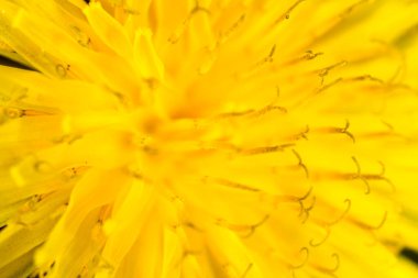 Güzel sarı karahindiba çiçeği. Makro. Doğadaki parkta.