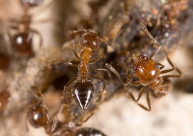 Doğadaki küçük karınca. Makro. Doğadaki parkta.