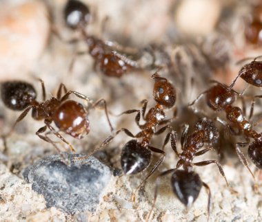 Doğadaki küçük karınca. Makro. Doğadaki parkta.