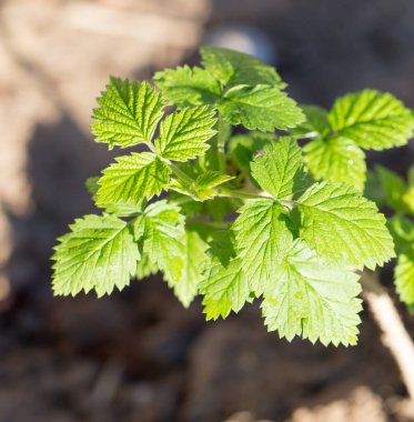 Genç ahududu yaprakları doğada. Doğadaki parkta.