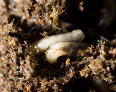 Topraktaki beyaz sinek larvaları. makro .