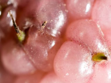 Arkaplan olarak dut ağaçları. makro .