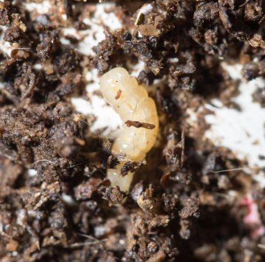 Topraktaki beyaz sinek larvaları. makro .