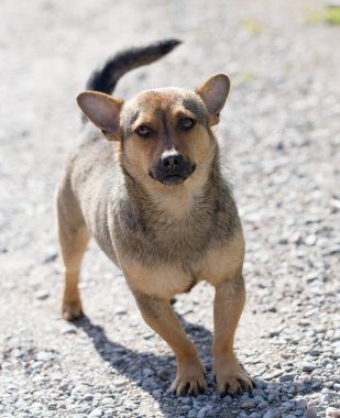 Doğada güzel bir köpek. Doğadaki parkta.