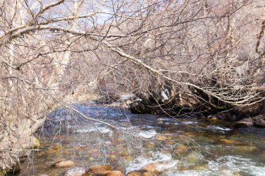 Doğada Kazakistan 'daki dağ nehri. Doğadaki parkta.